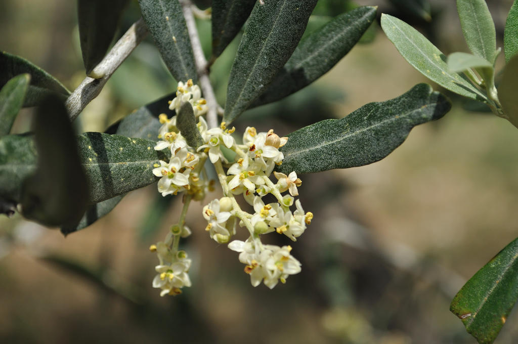 הוילה פוליניו Agriturismo "Antico Frantoio" מראה חיצוני תמונה